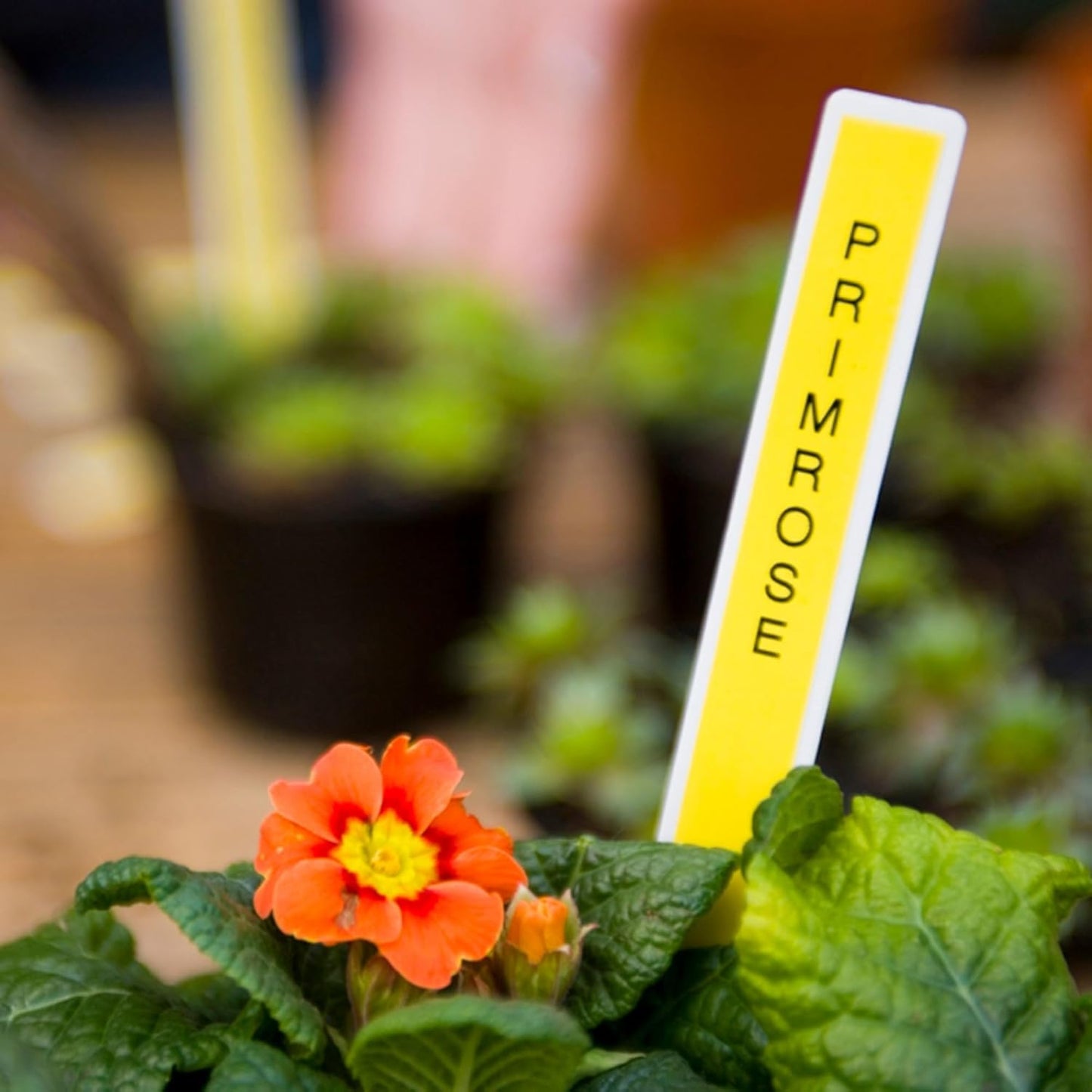 Brother Genuine P-touch, TZe-621CS, 0.35” x 26.2’, Black on Yellow Laminated Label Tape